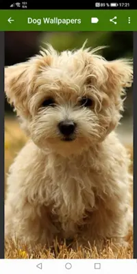 Dog Wallpapers android App screenshot 2