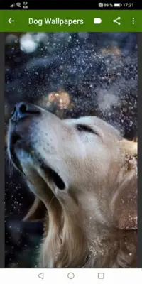 Dog Wallpapers android App screenshot 6